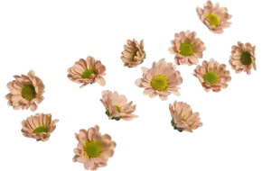Eetbare bloem chrysant roze 20st